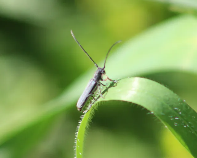 Phytoecia cylindrica - medvelapucincér