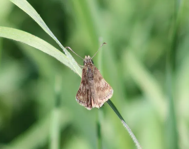 Erynnis tages - cigánylepke