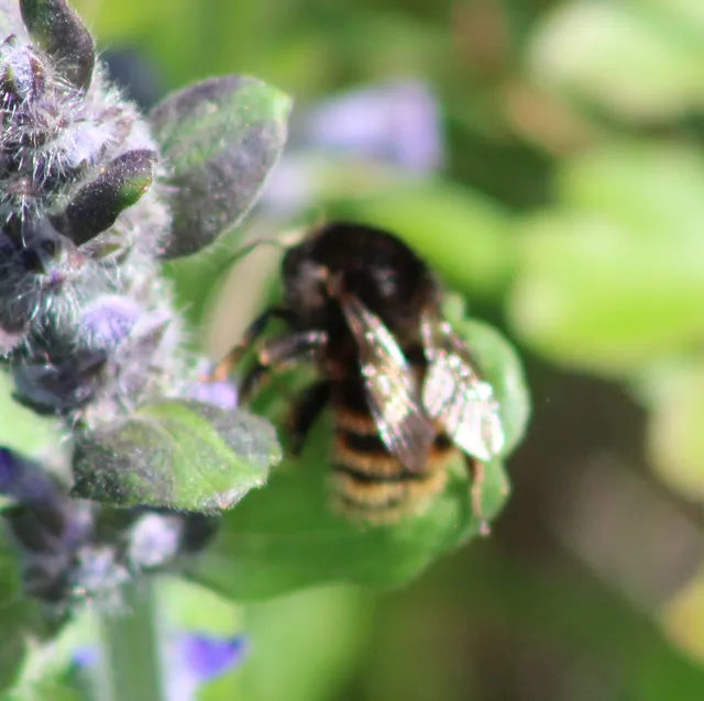 Bombus humilis - változékony poszméh