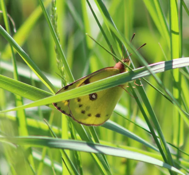 Colias alfacariensis - déli kéneslepke
