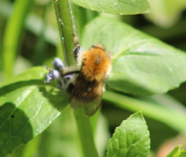 Bombus pascuorum - mezei poszméh