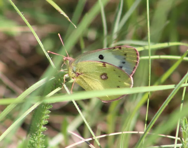 Colias alfacariensis - déli kéneslepke