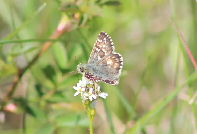 Pyrgus armoricanus - feles busalepke