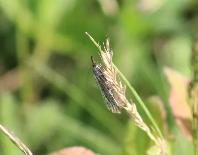 Thisanotia chrysonuchella - tavaszi fűgyökérmoly