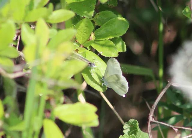 Leptidea sinapis - mustárlepke
