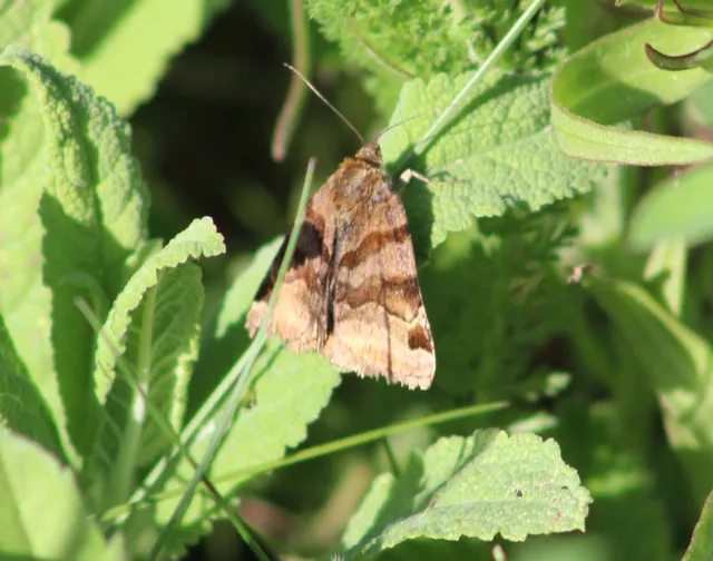 Euclidia glyphica - közönséges nappalibagoly