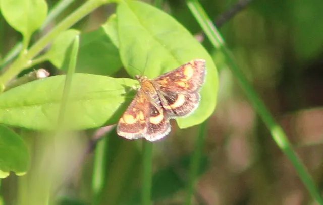 Pyrausta