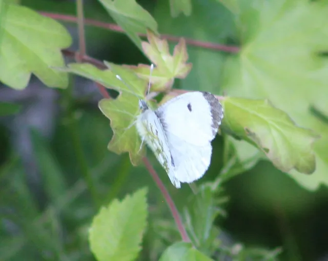 Anthocharis cardamines - hajnalpírlepke