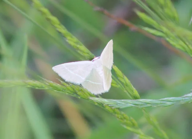 Chlorissa viridata/cloraria