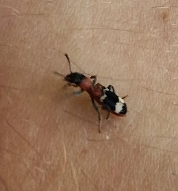 Thanasimus formicarius - vörösnyakú szúfarkas