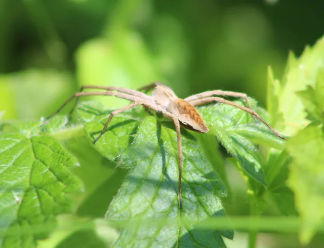 Pisaura mirabilis - csodáspók