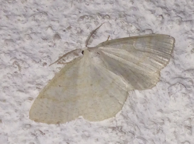 Cabera exanthemata - pettyes égeraraszoló