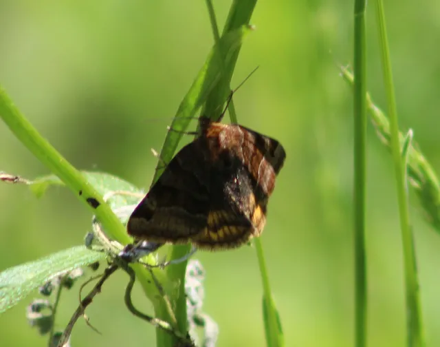 Euclidia glyphica - közönséges nappalibagoly