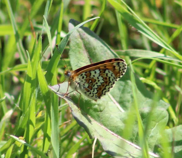Melitaea cinxia - réti tarkalepke