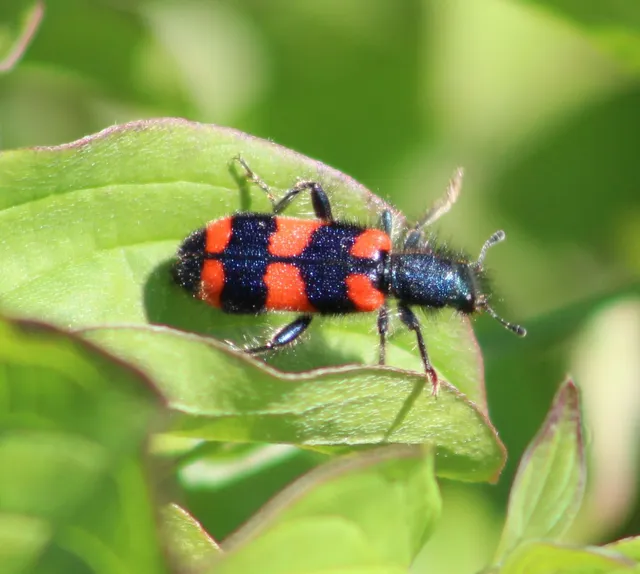 Trichodes favarius - hatfoltos méhészbogár
