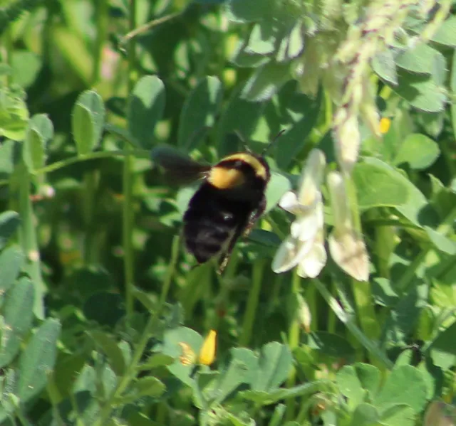Bombus argillaceus - délvidéki poszméh