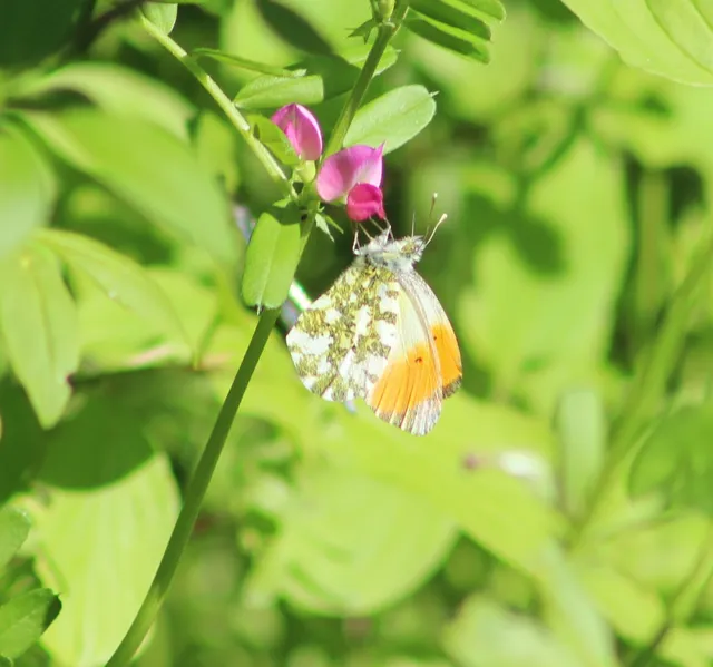 Anthocharis cardamines - hajnalpírlepke