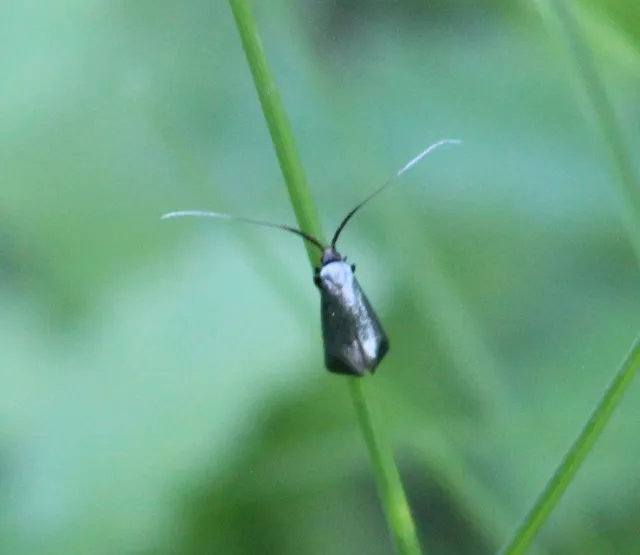 Adela reaumurella - smaragdfényű tőrösmoly
