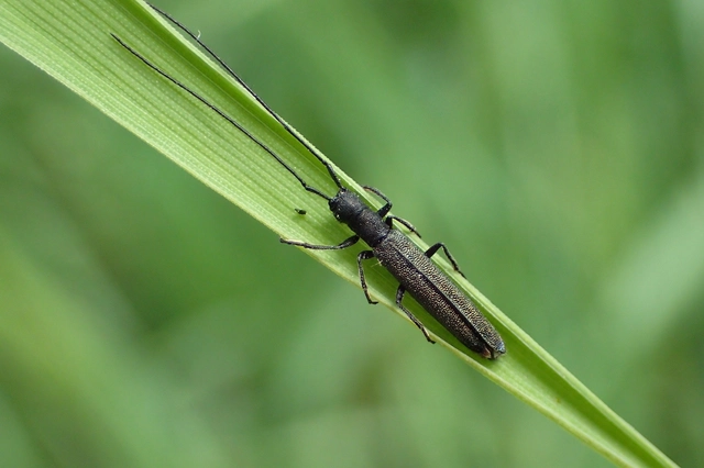 Theophilea subcylindricollis - hengeres szalmacincér Theophilea subcylindricollis - hengeres szalmacincér