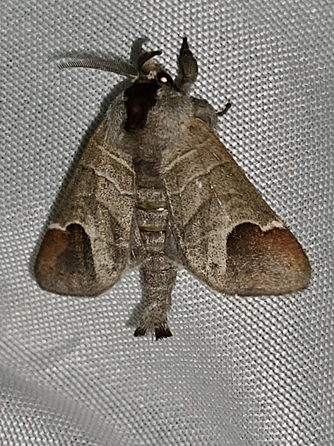 Clostera curtula - rövidszárnyú levélszövő Clostera curtula - rövidszárnyú levélszövő
