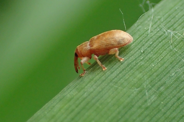 Dorytomus