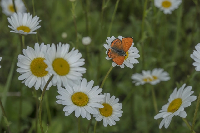 Lycaena thersamon - kis tűzlepke