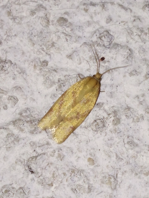 Clepsis pallidana - aranysárga sodrómoly