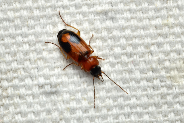 Badister meridionalis - közönséges posványfutonc