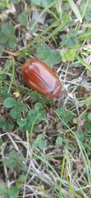 Holochelus aequinoctialis - tavaszeleji cserebogár