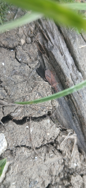 Coriomeris