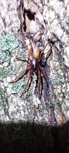Araneae - Pókok