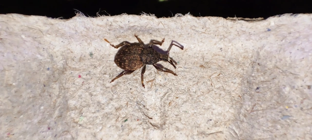 Otiorhynchus raucus - molyhos gyalogormányos