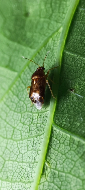 Deraeocoris