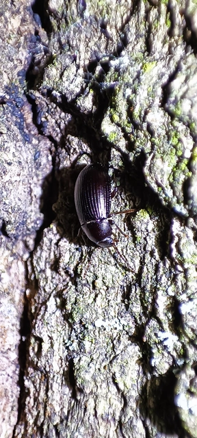 Nalassus dermestoides - rövidszárnyú gyászbogár
