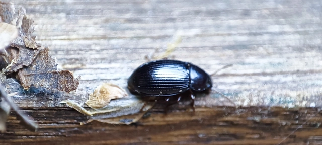 Nalassus dermestoides - rövidszárnyú gyászbogár