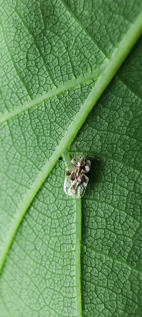 Corythucha arcuata - tölgy-csipkéspoloska