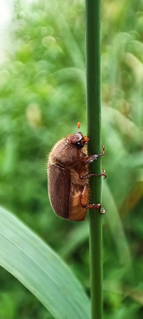 Holochelus vernus - tavaszi cserebogár