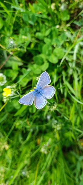 Polyommatus icarus - közönséges boglárka