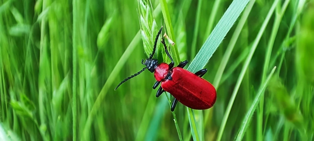 Pyrochroa coccinea - nagy bíborbogár