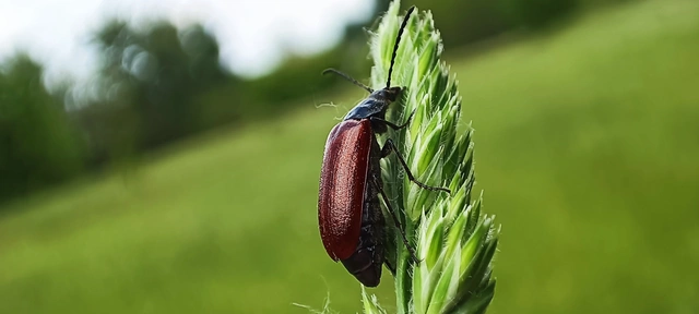Omophlus proteus - közönséges pejbogár Omophlus proteus - közönséges pejbogár