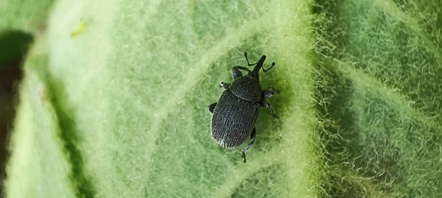 Rhinusa asellus - szőrcsillagos ökörfarkkóró-ormányos