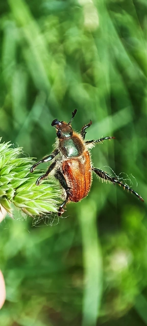 Chaetopteroplia segetum - rozsszipoly