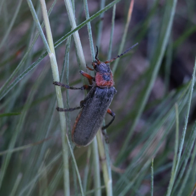 Cantharis rustica - suszterbogár