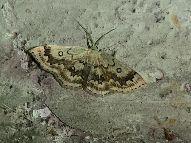 Cyclophora annularia - gyűrűs pettyesaraszoló