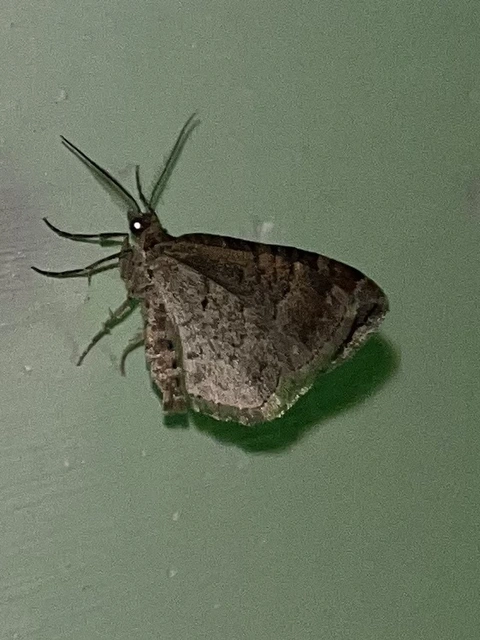 Xanthorhoe ferrugata - kerti tarkaaraszoló