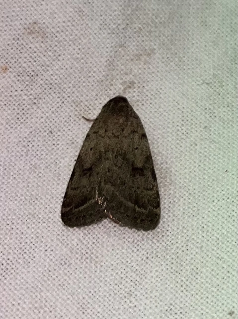 Athetis gluteosa - nyugtalan lápibagoly