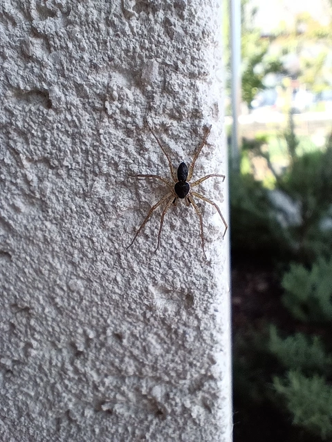 Philodromus dispar - lomb karolópók