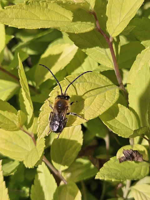 Eucera