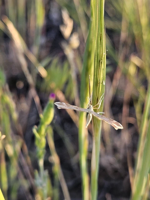 Pterophoridae - tollasmolyfélék