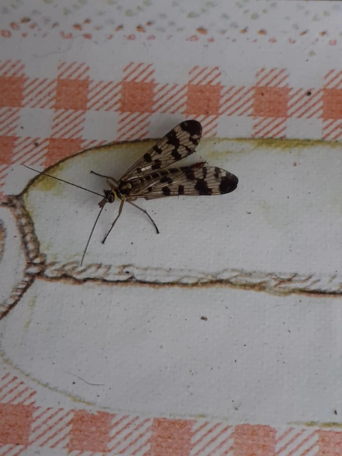 Panorpa vulgaris